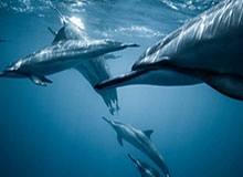 九游体育在线网站：开启你的全新体育娱乐之旅